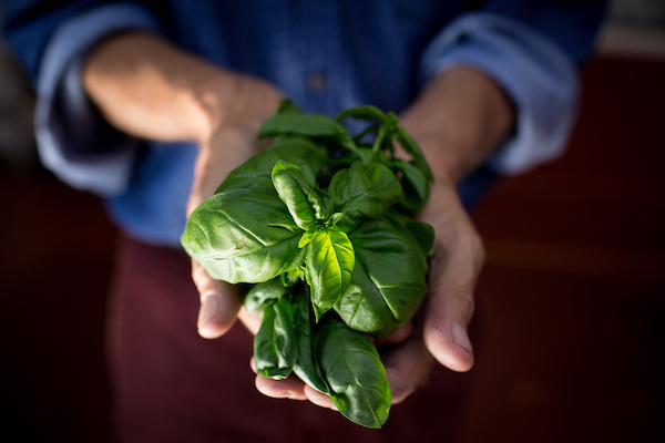 Basil Teens