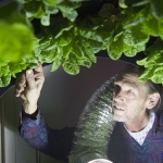 Project Open Hand's Director of Building Operations, Steve Hunter, is also a key caretaker of Room To Grow Greenhouse